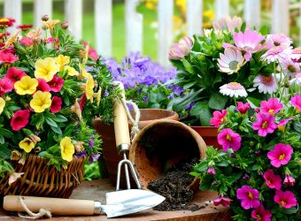 9 bước đơn giản để trồng cây ở ban công chung cư
